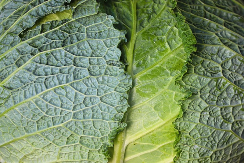 Leafy Textures