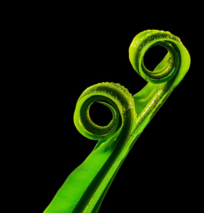 Fern Fronds
