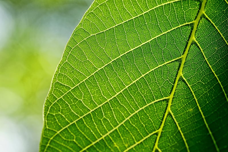 Leafy Arrangement