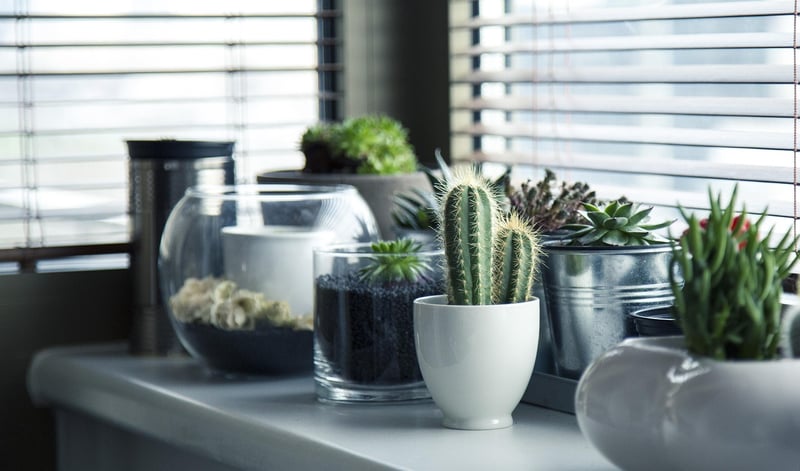 Indoor Plant Set